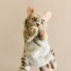 Hansa Leopard Cat Puppet -Odin Parker 2J2A9255 2