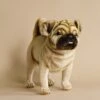 Hansa Pug Dog Stuffed Animal 1 Hansa Pug Dog Stuffed Animal -Odin Parker 2J2A9877 2