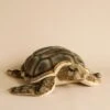 Hansa Sea Tortoise Stuffed Animal 2 Hansa Sea Tortoise Stuffed Animal -Odin Parker 2J2A9882 2