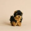 Hansa Yorkie Tea Cup Dog Stuffed Animal